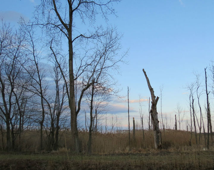 herp habitat